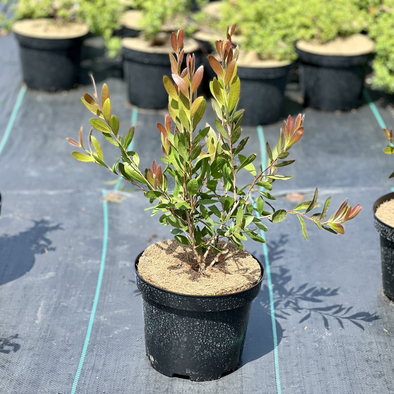 Obrázok Tyčinkovec (Callistemon) ´PERTH PINK´  - výška 15-30 cm, kont. C2L 